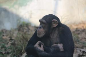 Chengdu Zoo